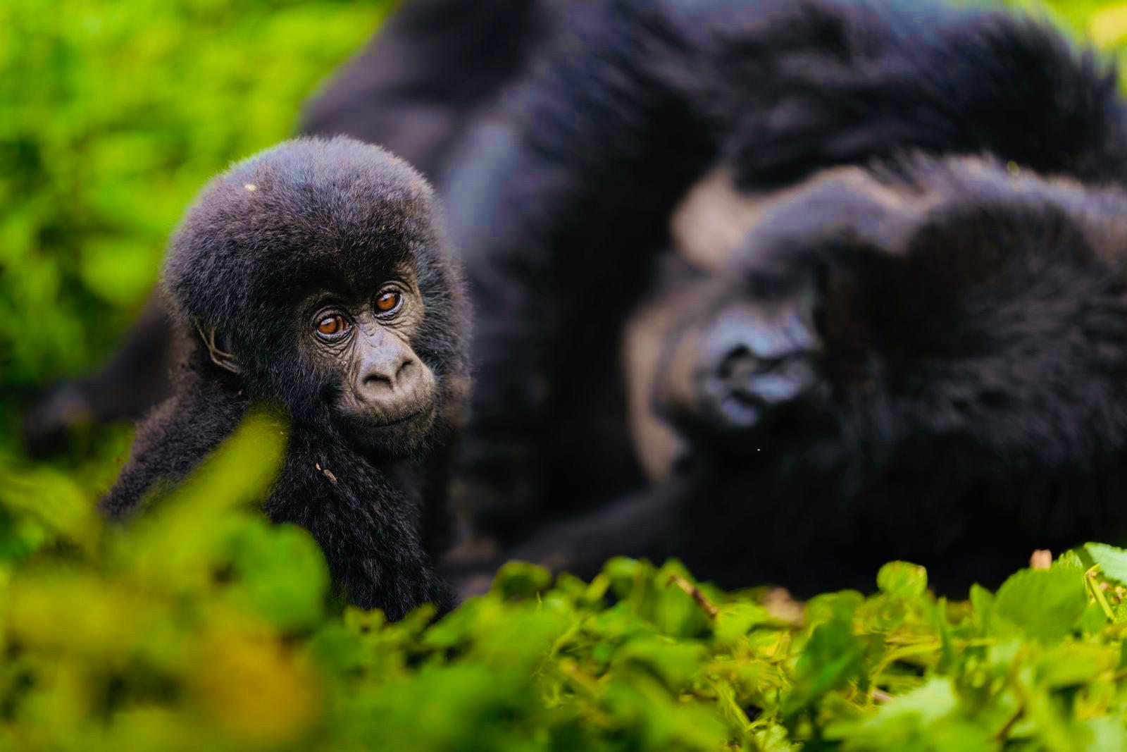 Gallery image for Kwita Izina 2025 – Rwanda’s 20th Gorilla Naming Ceremony
